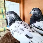 خمس ازواج حمام باكستاني