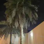 نخلة رشودية طولها تقريبا 10 متر للتنازل