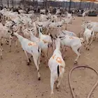 برابر وتيوس صوماليه للجمله والملاحم