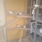 fan