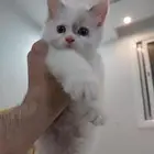 كيتن شيرازي للتبني