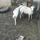 2فران تربيه على السوم