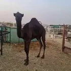قعود مفرود للبيع..تم البيع خارج الموقع