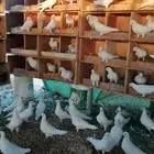 حمام فرنسي