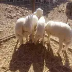 طليان للبيع