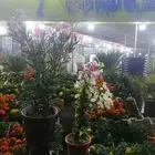 زرع طبيعي وثيل طبيعي وشبكات الري ومشتل زراعية طبيعي