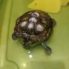 سلاحف للبيع