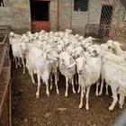 للبيع مراح غنم حرية
