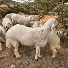 مشاء الله فحل حري مقفل شحم السن ثني رعي وطروح على السوم