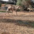السلام عليكم اعرض على انظاركم