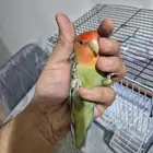 ذكر روز اليف جدآ تربيه