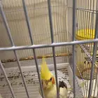 للبيع روز و بادجي و كروان مع اغراضهم
