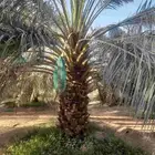 جثايث للبيع ع الطلب الرياض وحولها