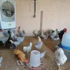 دجاج للبيع