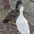 زوج بط بكيني