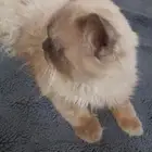 قط للتبني هملايا طالب زواج العمر سنه وشهرين