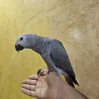 للبيع فرخ كاسكو أليف هدد