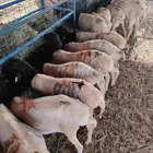 متوفر 70 راس بربري جذعان طيبة ومرعاها نظيف