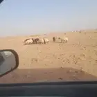 سبع معزا مضاريع وسبع نعيم مضاريع