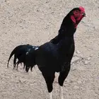 للبيع ديك شامو الماني