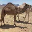 بكره للبيع شايفه اخوه