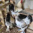براهما كولمبي