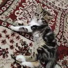 قطط للتبني