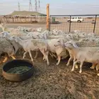 أعرض لكم غنم حريات خلفات وجنب العدد 45تحتها 24