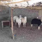 طليان