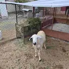 Sheep for sale
