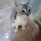 قطط لتبني