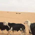 فحول نجد شرط قريع ونسف