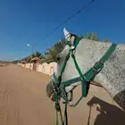 حصان شعبي سبوق اقبل فيه البدل فرس حاره