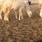 رخال حريات جاهزه للضراب