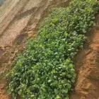 مشتل باذنجان اف ون (f1) المكان القوز المفارق