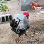دجاج للبيع