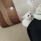 قطط سغيرة البيع