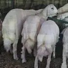 ذبائح حريه