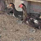 بط سوداني