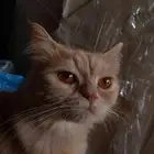 قطة شيرازيه