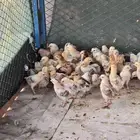 صيصان بلدي للبيع