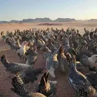 صيصان فيومي العمر تقريبا  ثلاث اشهر