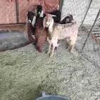 تيوس