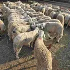 طليااان يمنيه شبيه الحري شحم فل