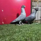 حمام قرقاطي مستوا قوي