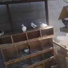 حمام باكستاني مطيار