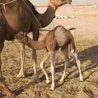 خلفه ساحليه مصغر تحتها بكره