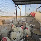 ديكة براهما