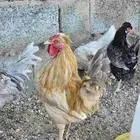 دجاج عربي كويتي هزاز