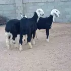 بهم نجد